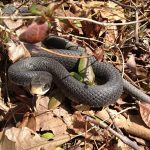 image of Snake in Yard